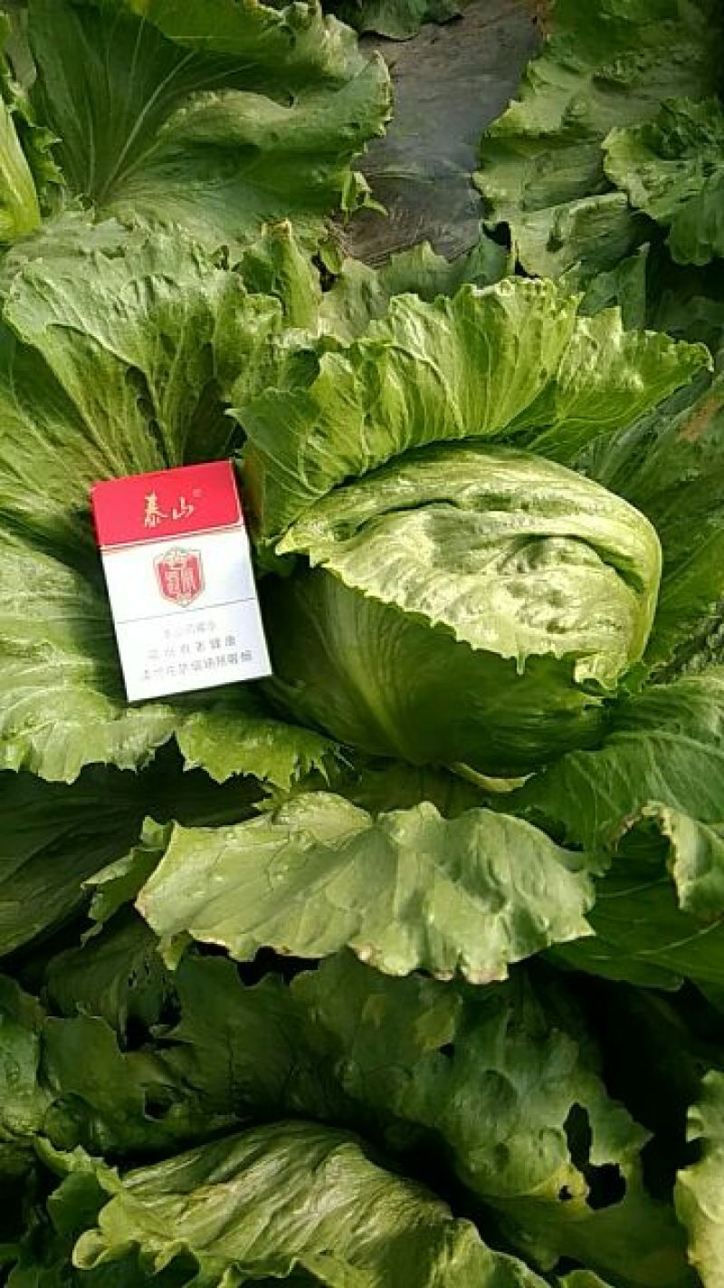球生菜1斤以上