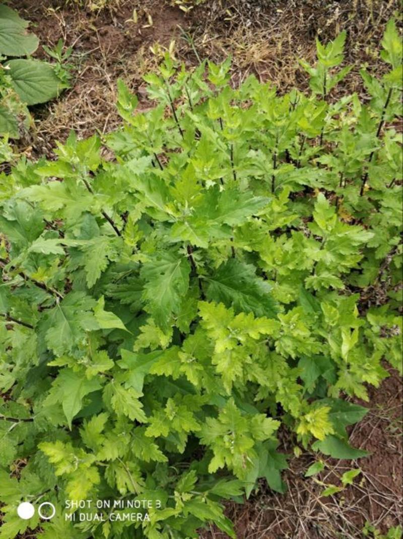 菊花苗，北京菊，金丝皇菊等苗，花海，花茶等。