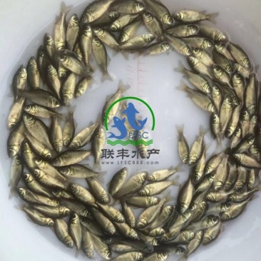 白鲫优质日本白鲫鱼苗