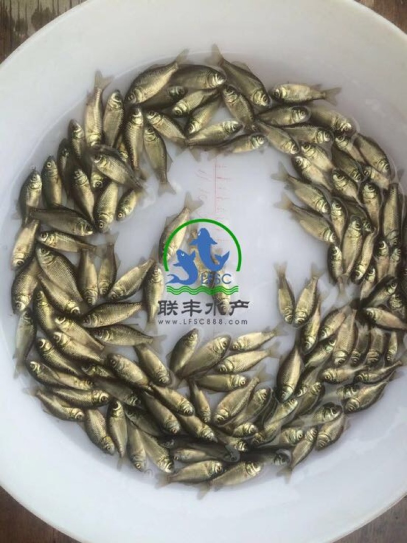 白鲫优质日本白鲫鱼苗