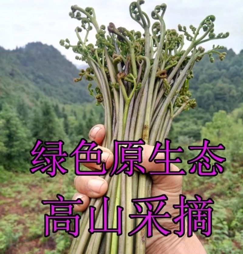 蕨菜
