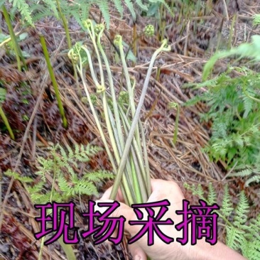 蕨菜