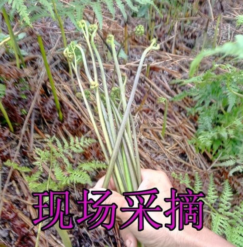 蕨菜