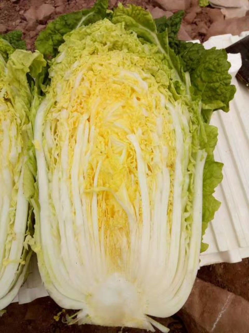 精品黄心大白菜单颗在4～6斤，产地直销，无烧心，无抽苔