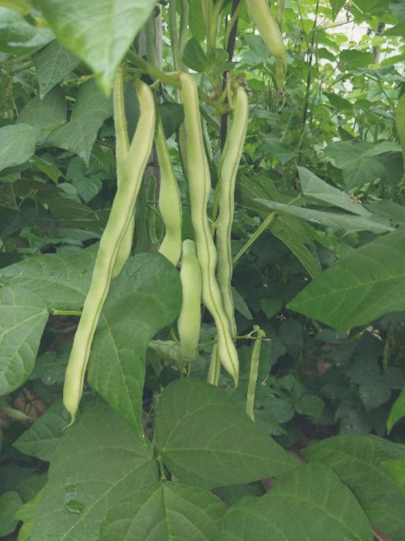 白不老，30cm以上，万亩基地，可视频看货