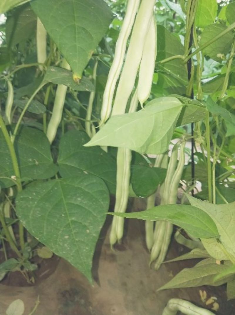 白不老，30cm以上，万亩基地，可视频看货