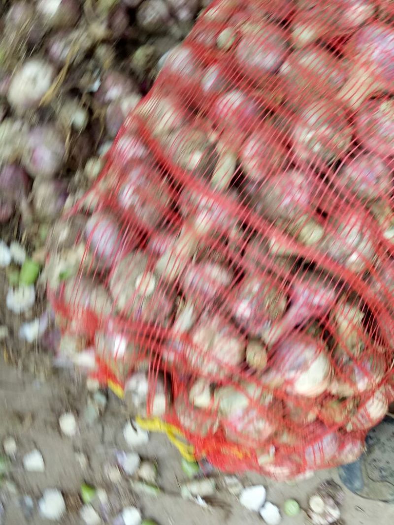 大蒜混级统货鲜蒜