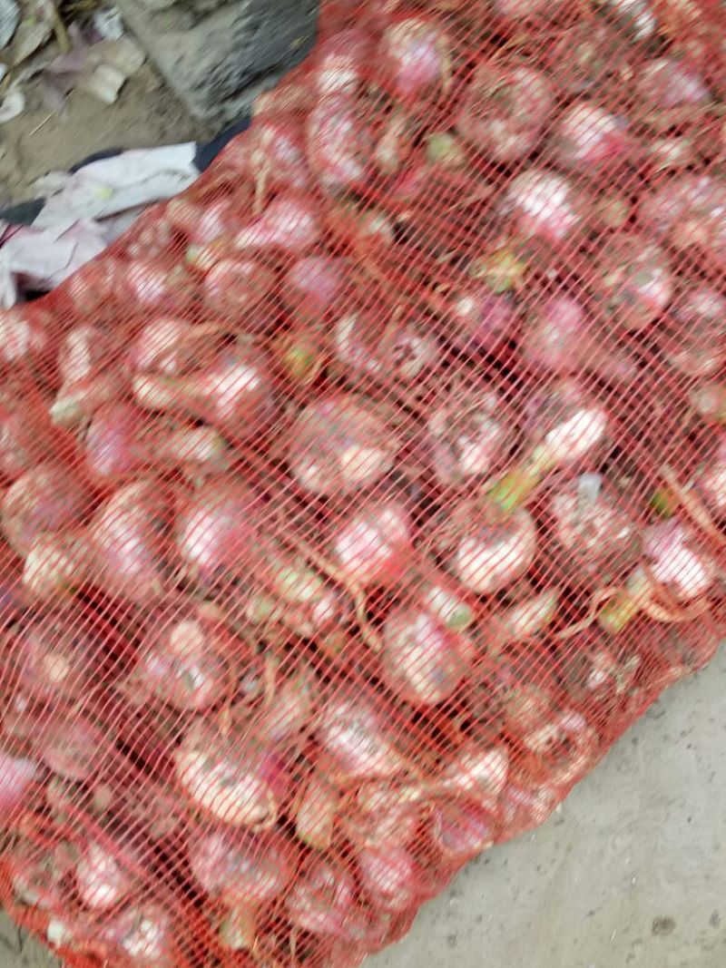 大蒜混级统货鲜蒜