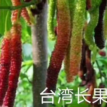 桑树苗60~80cm