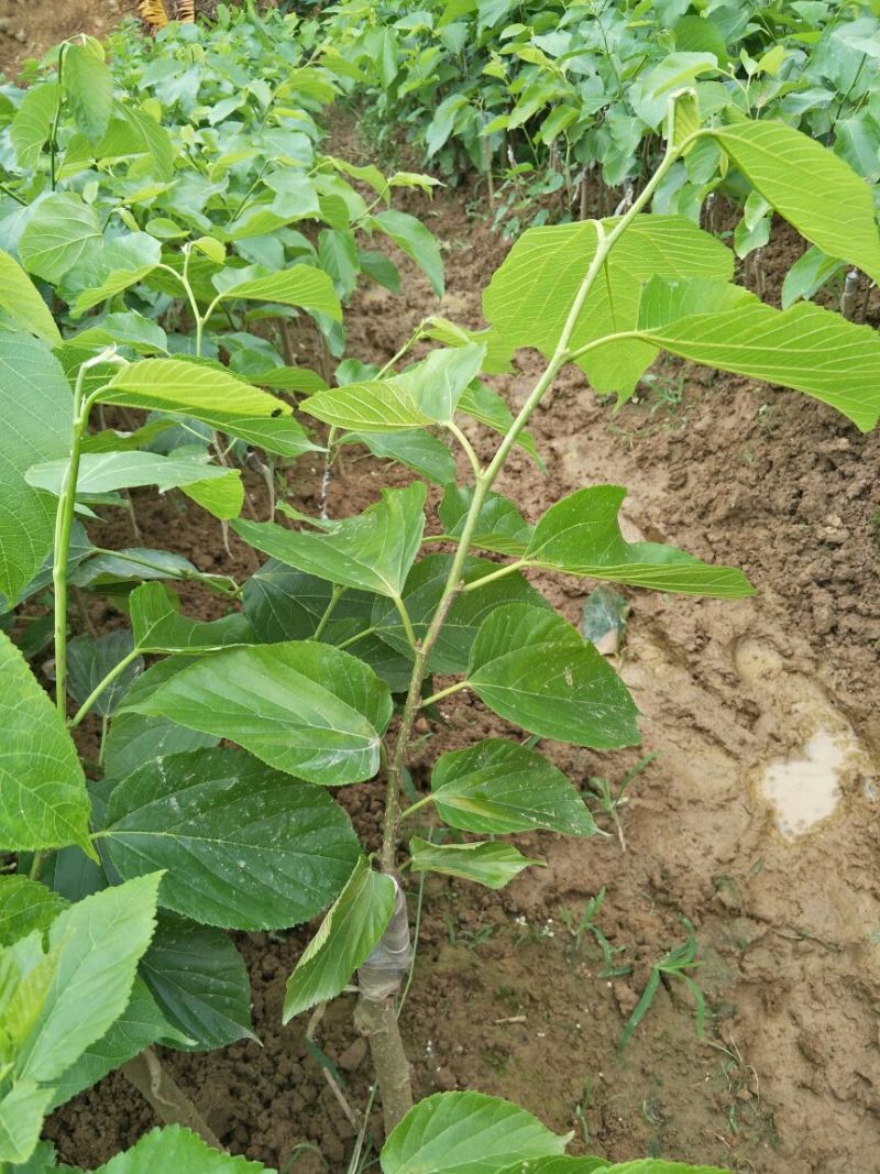 桑树苗60~80cm