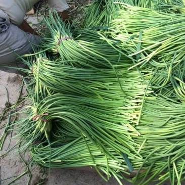 蒜薹专业储存蒜薹，发市场预冷精品加工货源充足