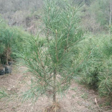 白松树苗30~50cm