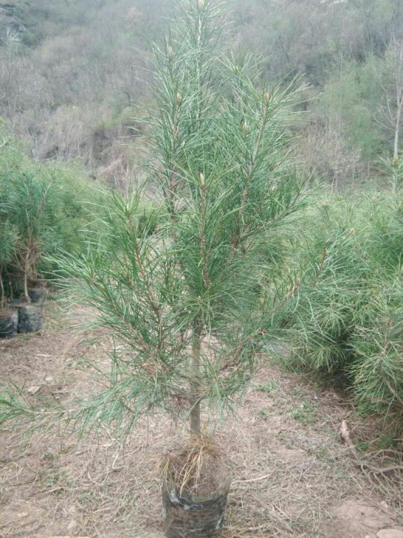 白松树苗30~50cm
