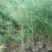白松树苗30~50cm