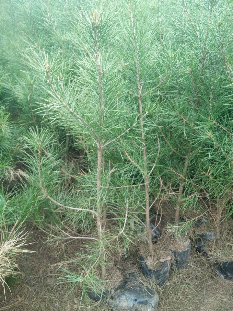 白松树苗30~50cm