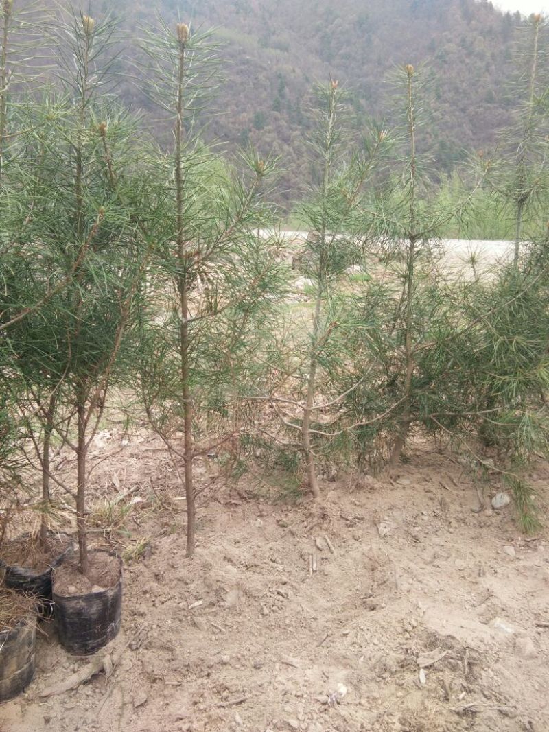 白松树苗30~50cm