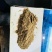 鱼粉