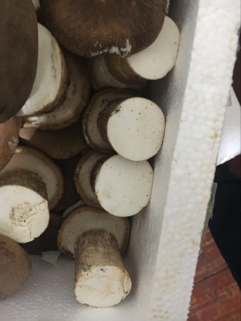 虎奶菇一级4cm