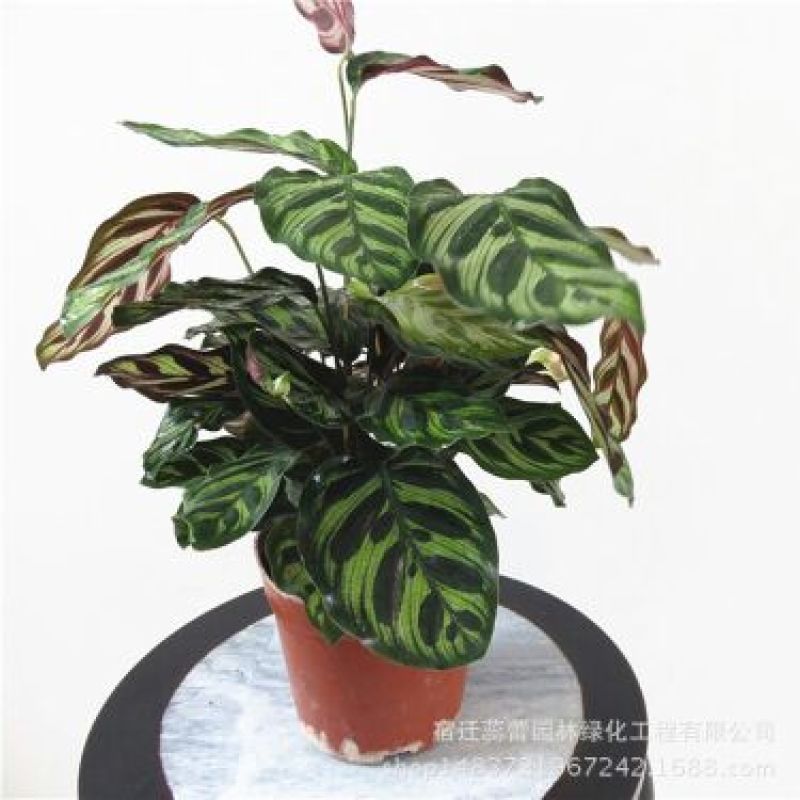 绿宝石喜林芋孔雀竹芋