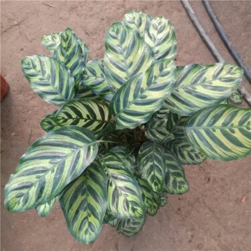 绿宝石喜林芋孔雀竹芋