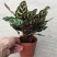 绿宝石喜林芋孔雀竹芋