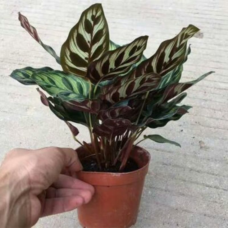 绿宝石喜林芋孔雀竹芋