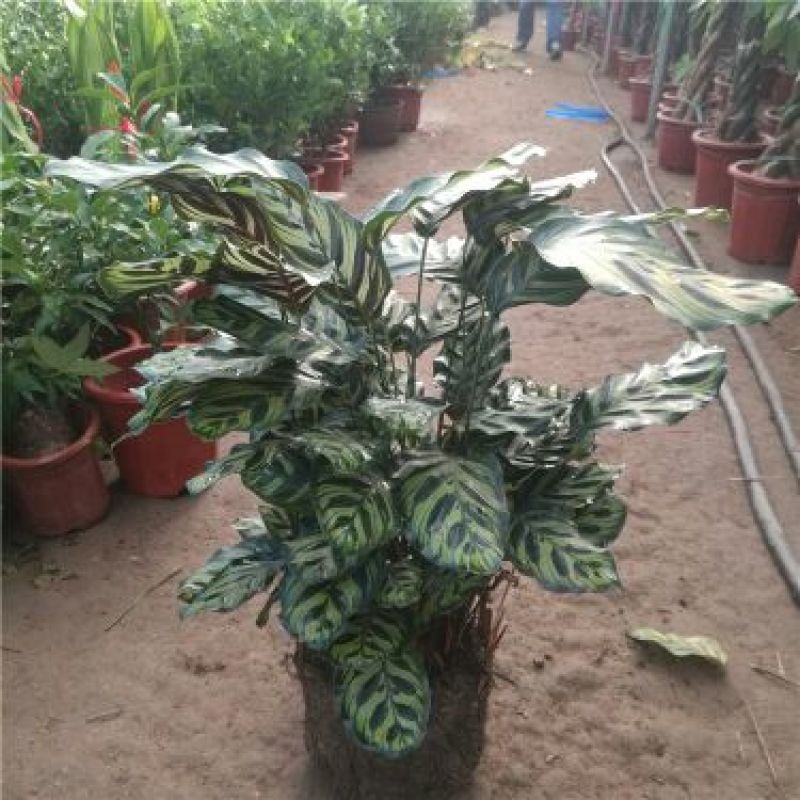 绿宝石喜林芋孔雀竹芋