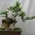 黄杨盆景带盆栽好80~110cm