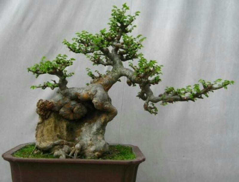 黄杨盆景带盆栽好80~110cm