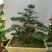 黄杨盆景带盆栽好80~110cm