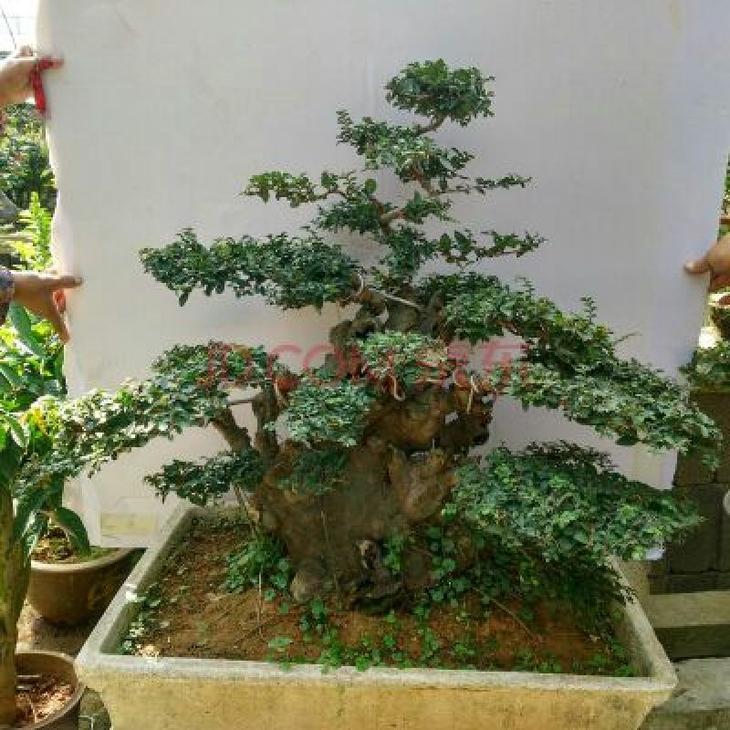 黄杨盆景带盆栽好80~110cm