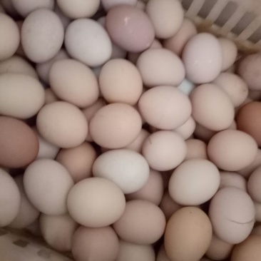 土鸡蛋40~50g食用