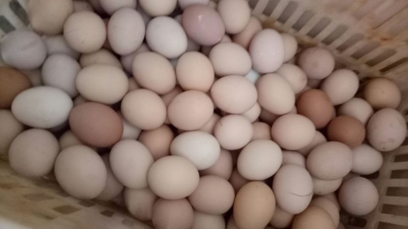 土鸡蛋40~50g食用
