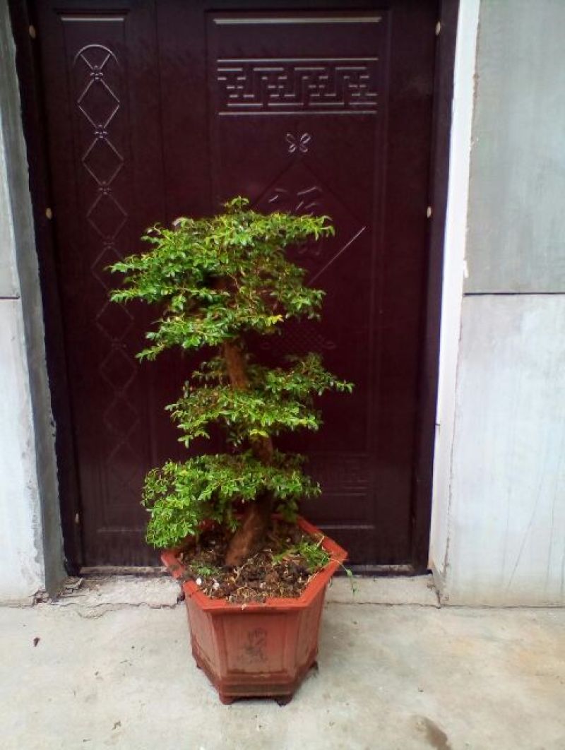 黄杨盆景带盆栽好80~110cm