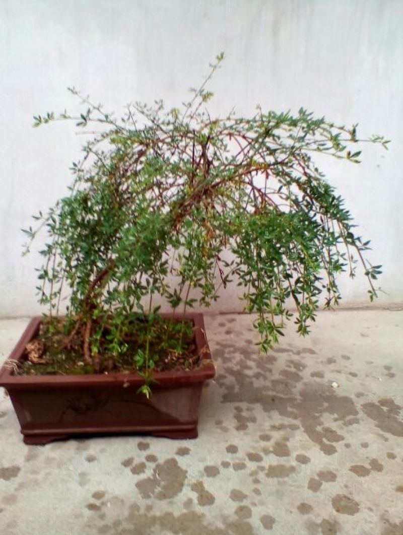 黄杨盆景带盆栽好80~110cm