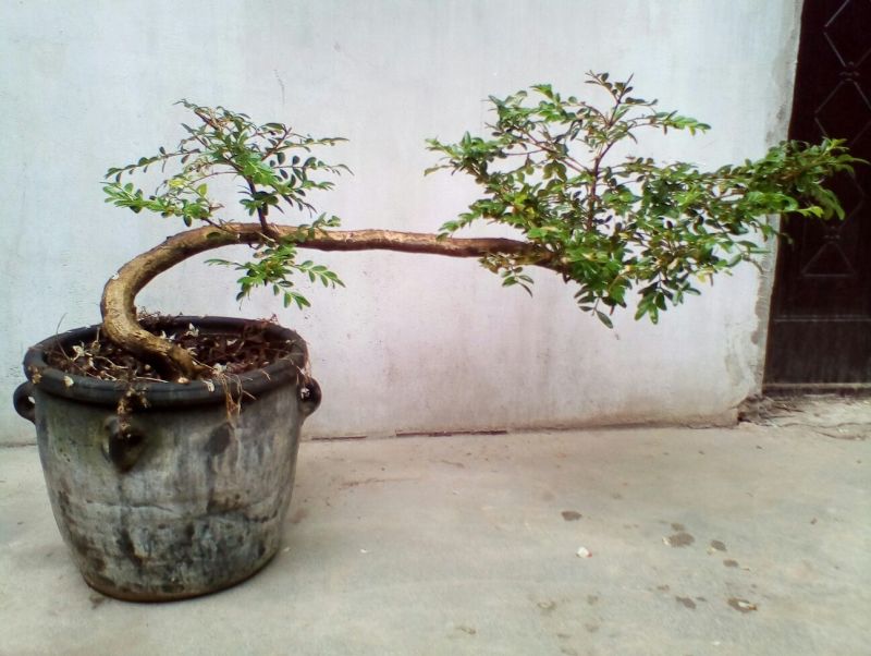 黄杨盆景带盆栽好80~110cm
