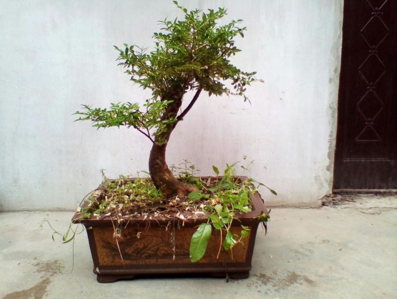 黄杨盆景带盆栽好80~110cm