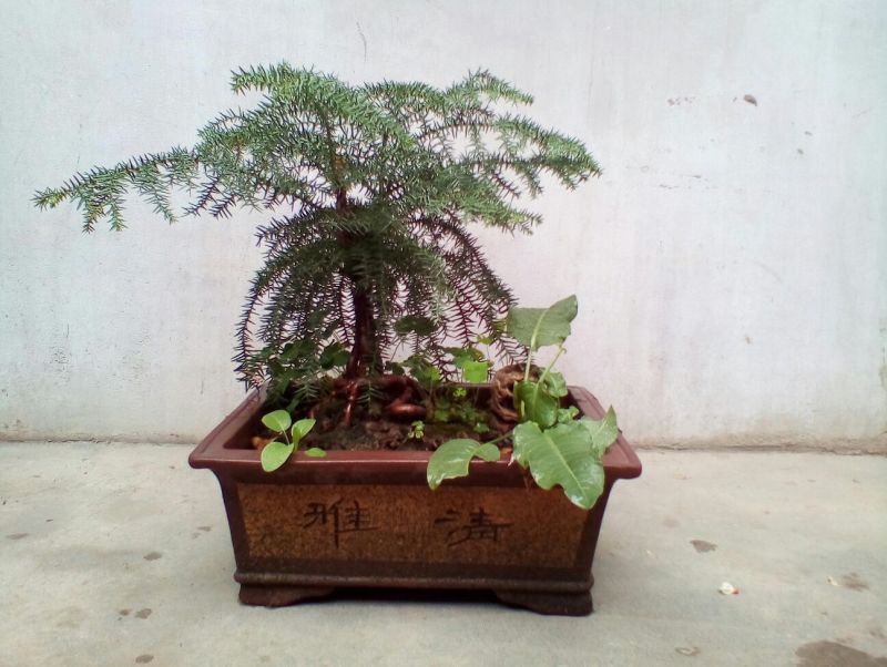 黄杨盆景带盆栽好80~110cm