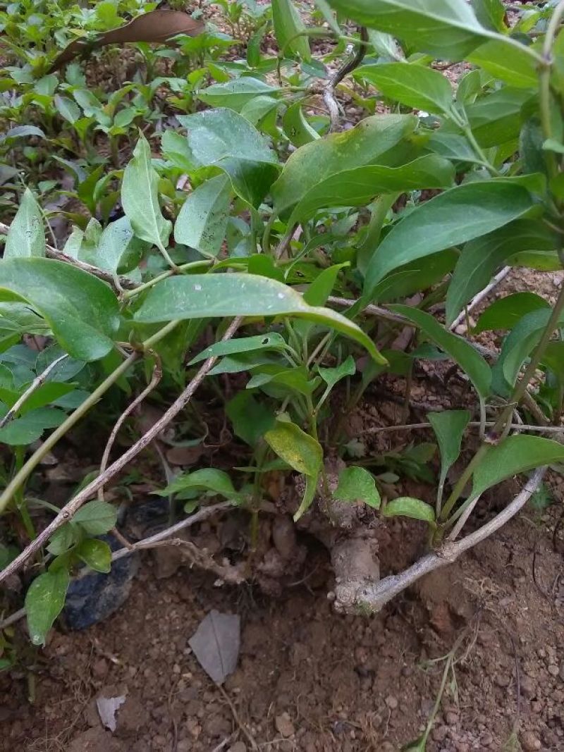 鸡屎藤全草