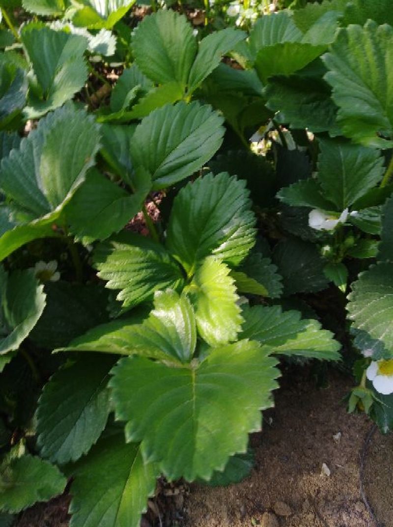 牛奶草莓苗20~30cm