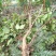杉树寄生