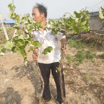 占地葡萄树80~110cm3公分左右200亩