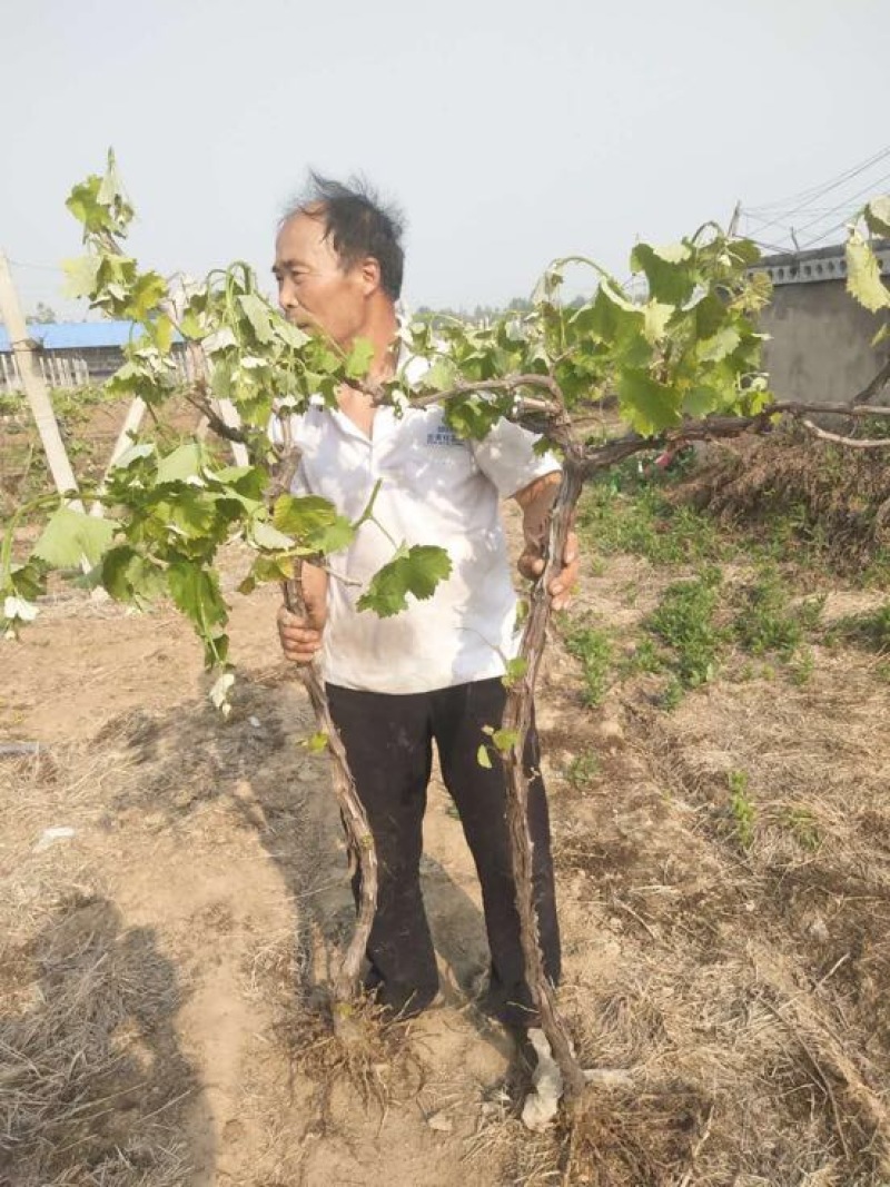 占地葡萄树80~110cm3公分左右200亩