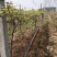 占地葡萄树80~110cm3公分左右200亩