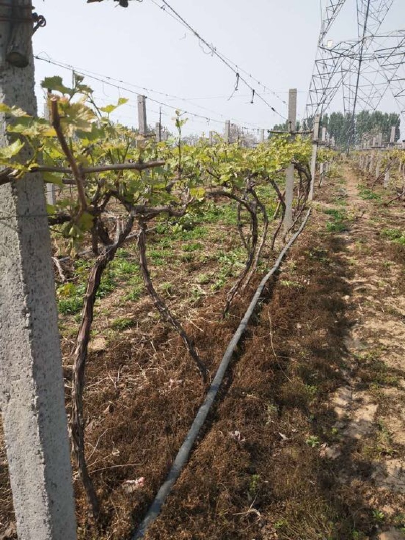 占地葡萄树80~110cm3公分左右200亩