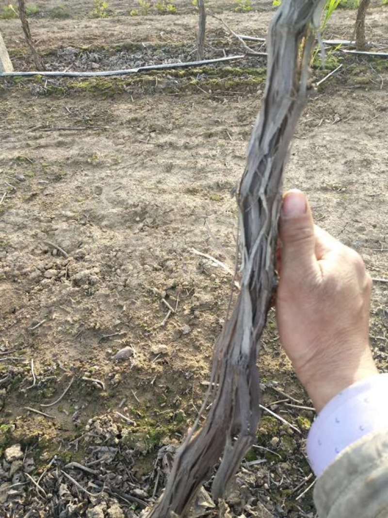 占地葡萄树80~110cm3公分左右200亩