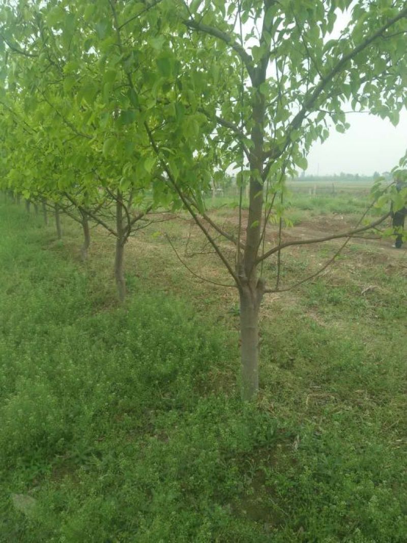 梨树8~10cm2.5~3米，各种规格的都有，