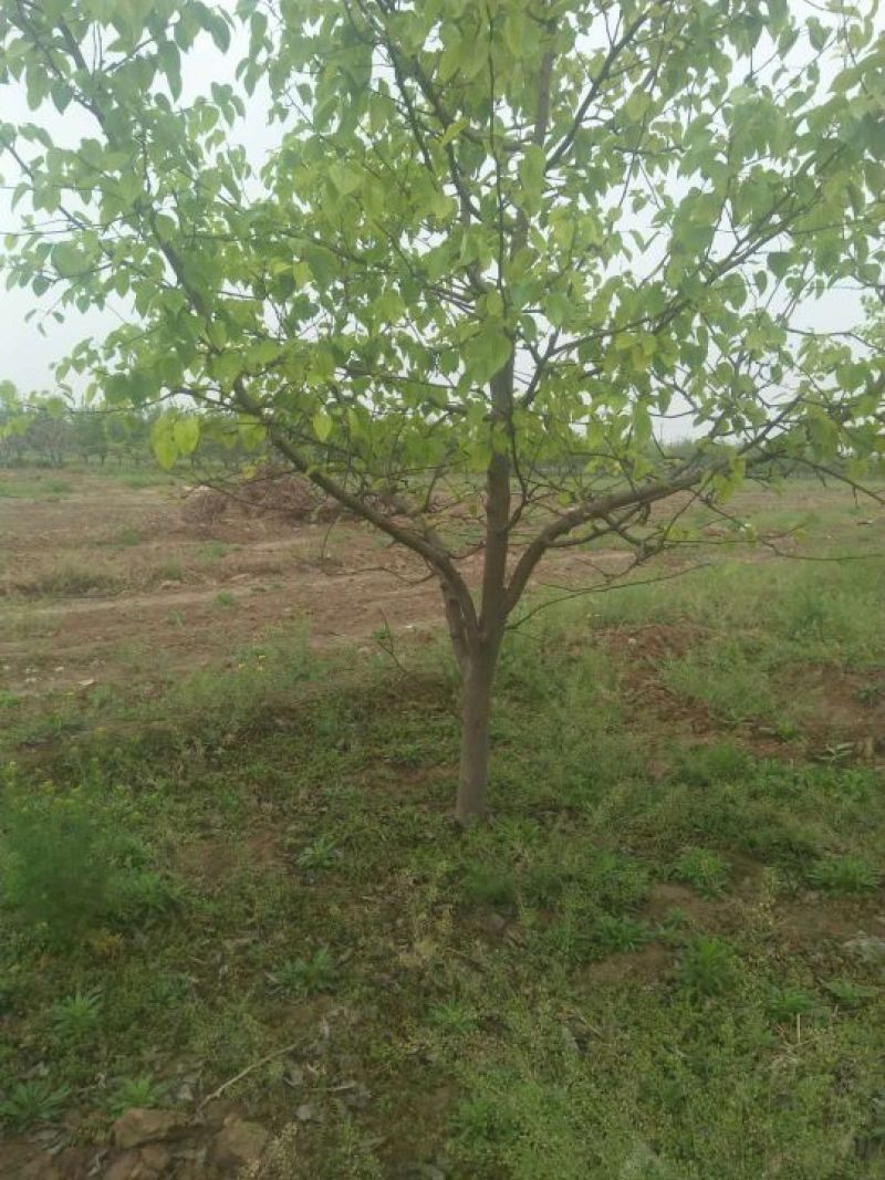 梨树8~10cm2.5~3米，各种规格的都有，