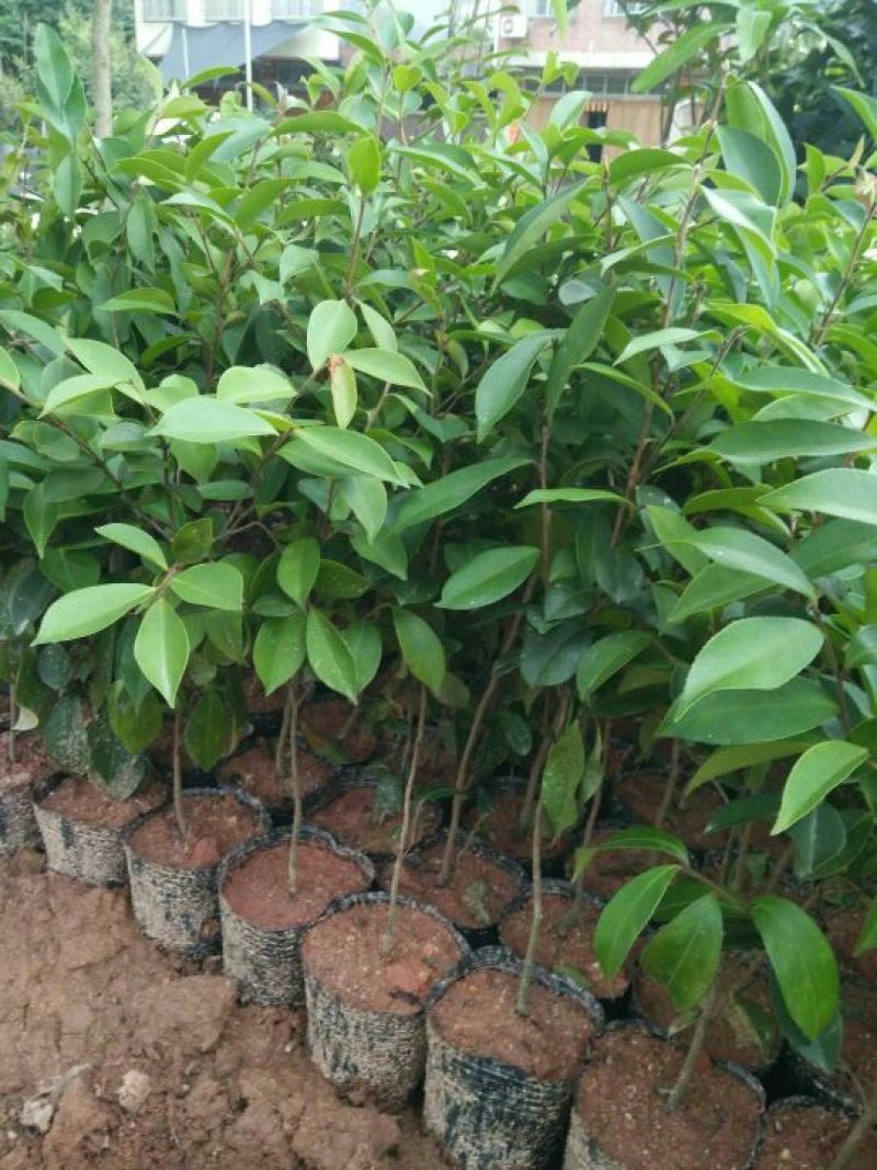 油茶苗30~50cm