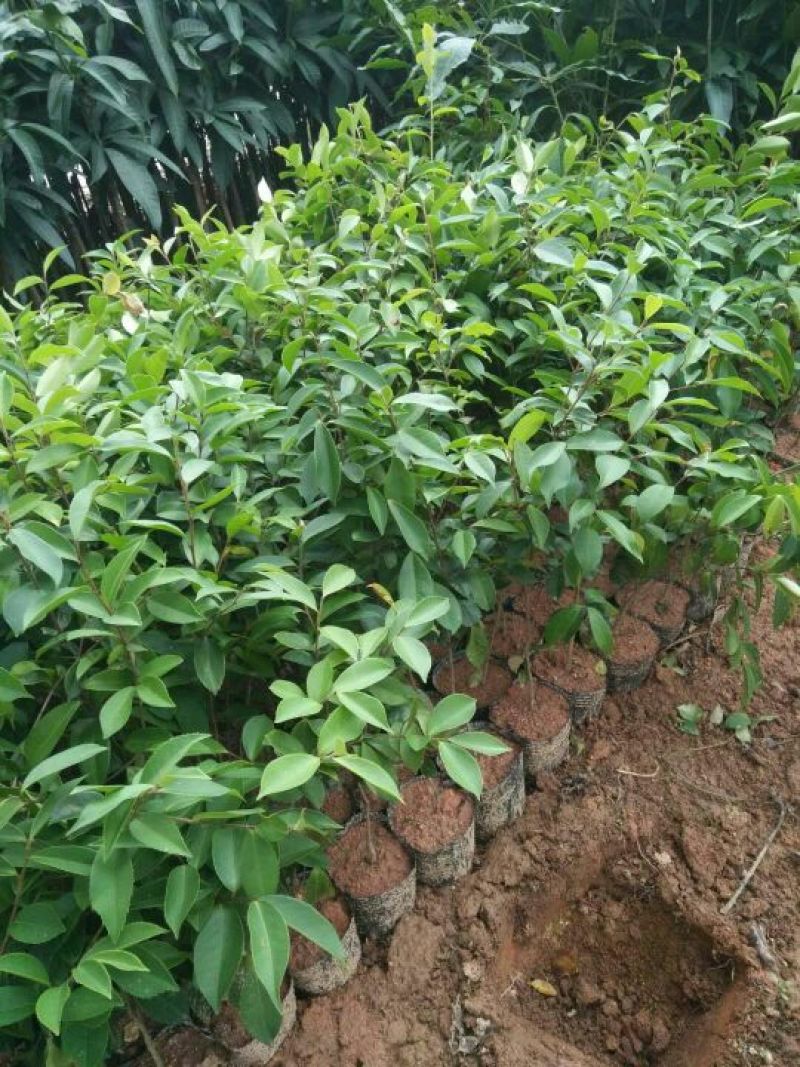 油茶苗30~50cm